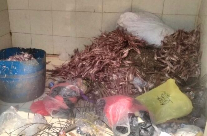 
					Diduga Terjadi Pencemaran Sungai oleh Limbah Potong Ayam di Handil, Kota Jambi: PT Jantan Sukses Sejahtera Disorot!